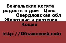 Бенгальские котята - радость в дом › Цена ­ 15 000 - Свердловская обл. Животные и растения » Кошки   